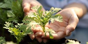 Neutralising our Footprint